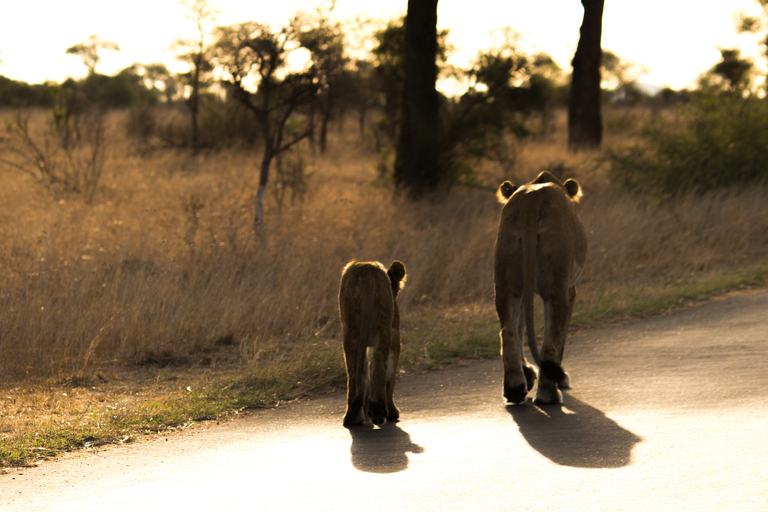 Johannesburgo: Safari de lujo de 6 días por el Parque Nacional KrugerRecogida en hotel en Johannesburgo