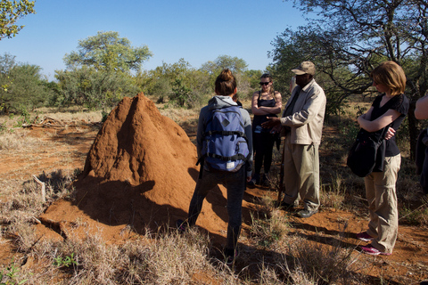 Johannesburg: 6-Day Luxury Kruger National Park Safari Pickup from O. R. Tambo International Airport