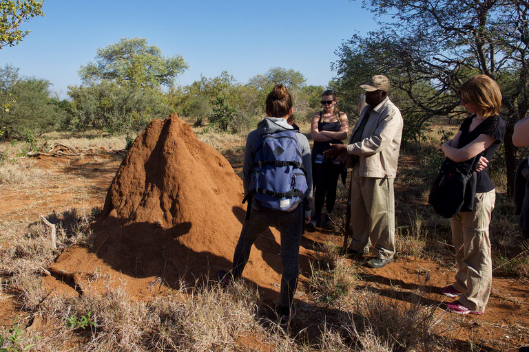 Johannesburgo: Safari de lujo de 6 días por el Parque Nacional KrugerRecogida en hotel en Johannesburgo