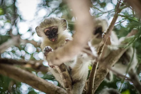 Johannesburg: 5-Day Classic Kruger National Park Safari