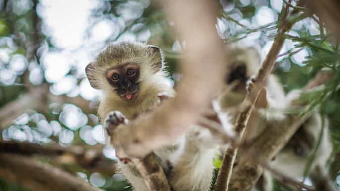 johannesburg 5day classic kruger national park safari