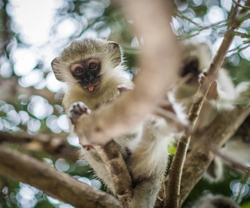 Johannesburg: 5-dagars klassisk safari i Kruger nationalpark