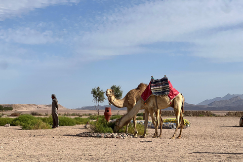 Passeio de camelo com pôr do sol e observação de estrelasServiço de busca no hotel em Hurghada