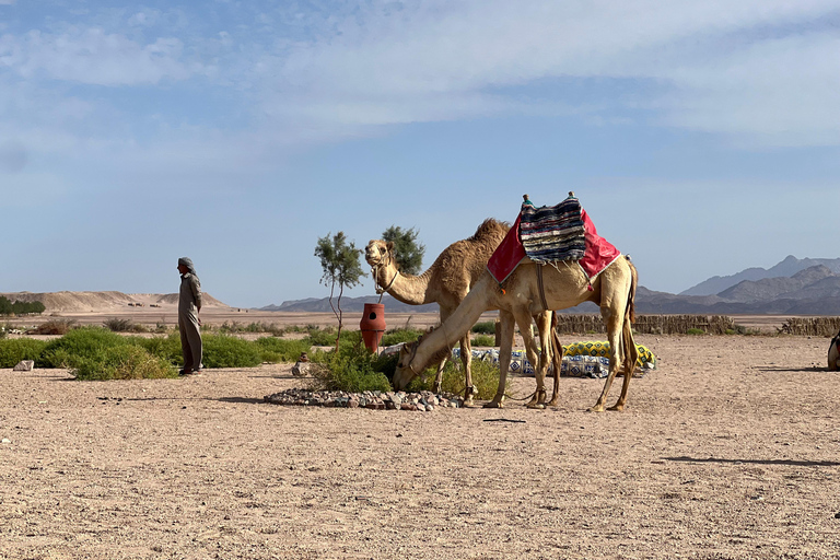 Passeio de camelo com pôr do sol e observação de estrelasServiço de busca no hotel em Hurghada