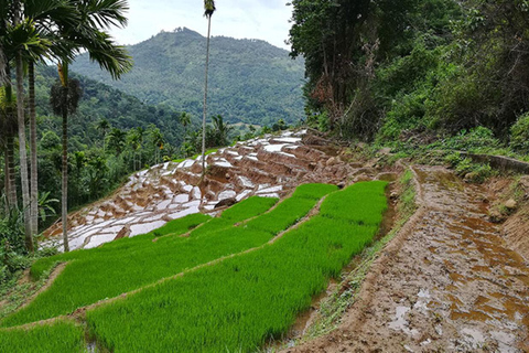 Kandy: Heeloya Village Tour with Lunch and Guide