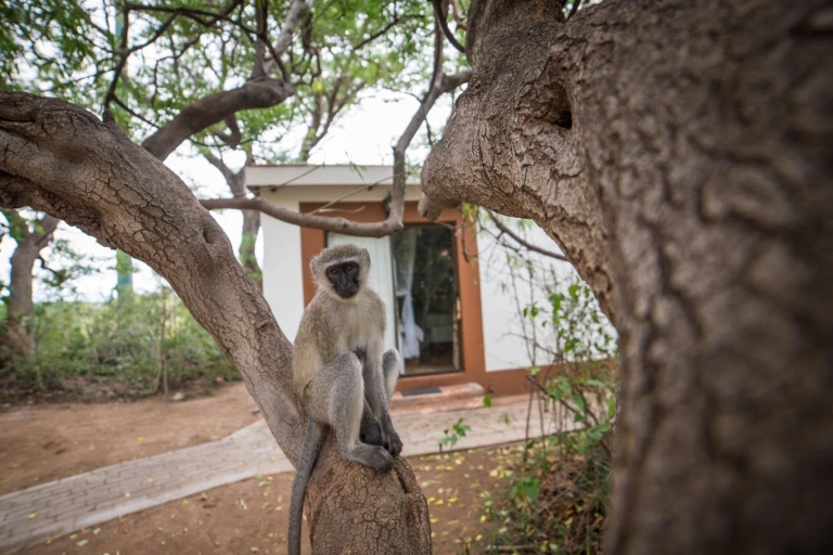 Au départ de Johannesburg : 6 jours de safari classique dans le parc national KrugerPrise en charge des hôtels à Johannesburg
