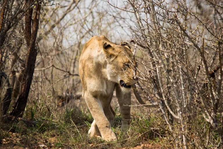 Au départ de Johannesburg : 6 jours de safari classique dans le parc national KrugerPrise en charge des hôtels à Johannesburg