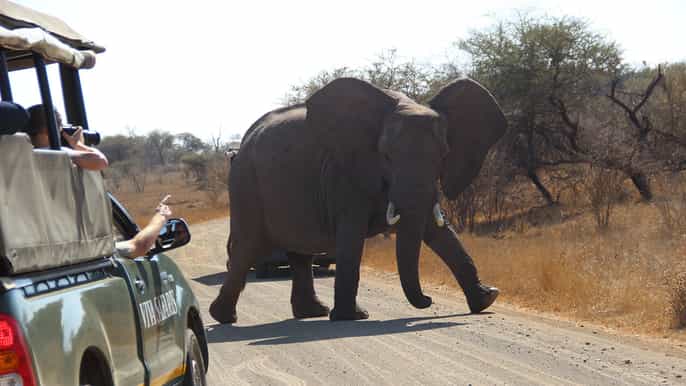 from johannesburg 6day classic kruger national park safari