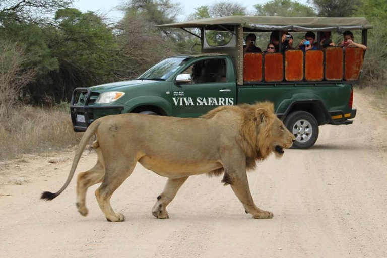 Au départ de Johannesburg : 6 jours de safari classique dans le parc national KrugerPrise en charge à l'aéroport international O. R. Tambo