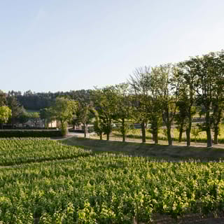 Languedoc: Tour and Tasting at Domaine de Baronarques