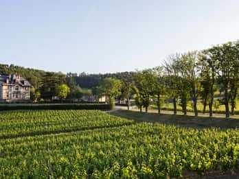 Languedoc: Tour and Tasting at Domaine de Baronarques