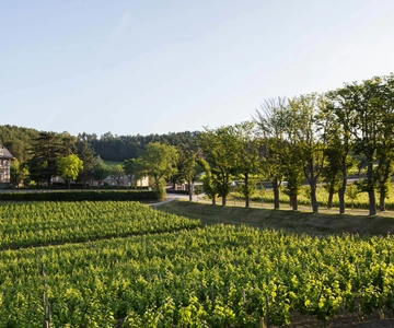 Languedoc: Tour and Tasting at Domaine de Baronarques