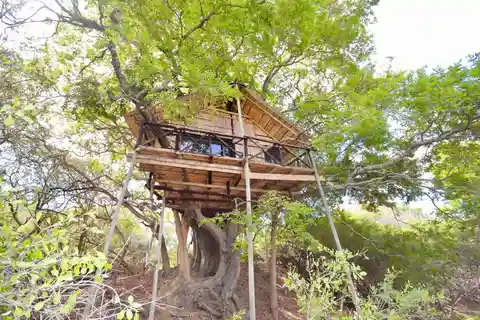Kruger National Park: 3-Day Safari Tour and Treehouse Stay