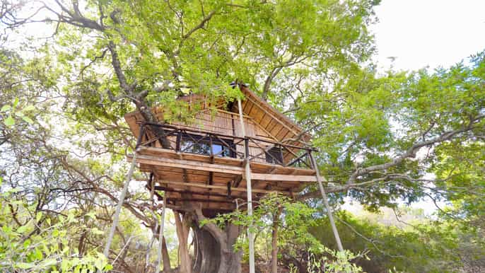 kruger national park 3day safari tour and treehouse stay