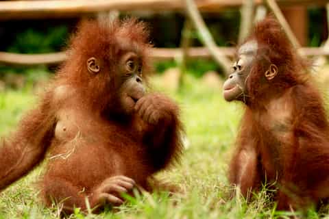 Lombok Wildlife Park: Admission Ticket