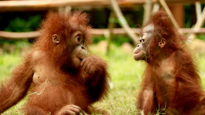 lombok wildlife park admission ticket