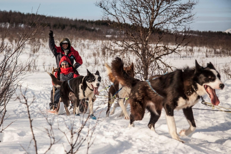 Tromsø : balade en traîneau individuel avec des Huskies