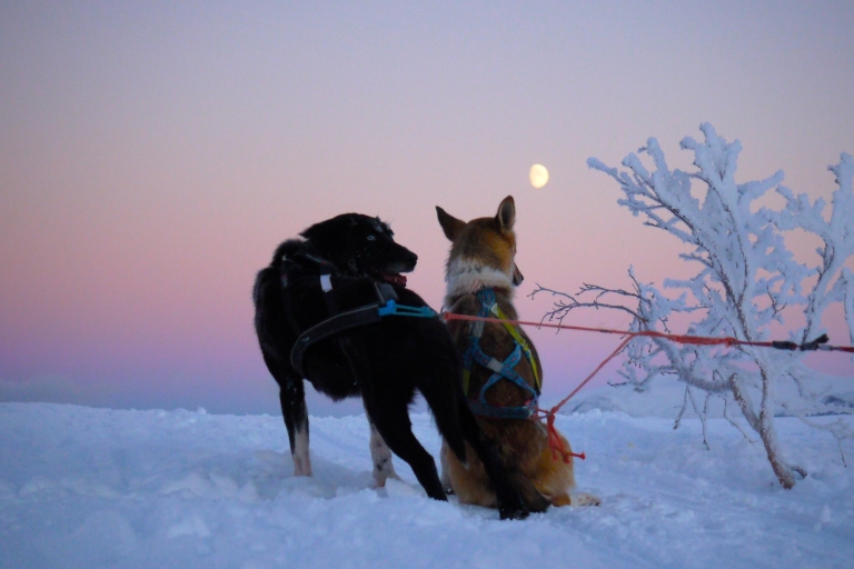 Tromsø : balade en traîneau individuel avec des Huskies