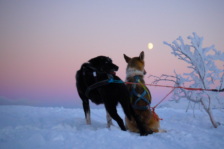 Tromsø: Avventura in slitta trainata da cani Husky in autonomiaTromsø: guida autonoma su slitta trainata da cani Husky