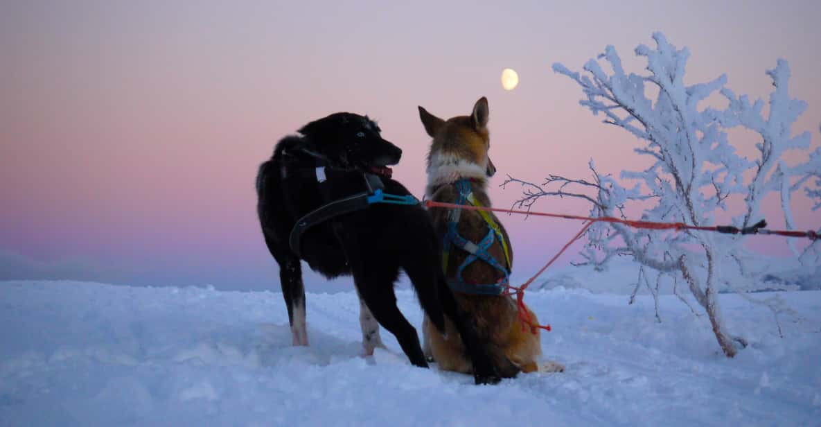 Tromsø: Self-Drive Husky Dog Sledding Adventure
