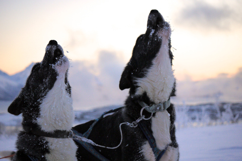 Tromsø: Aventura de trenó puxado por cães huskyTromsø: Aventura em Trenó Conduzido por Cães Husky