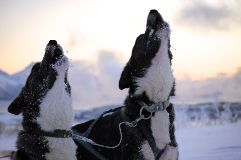 Tromsø: Husky-Schlitten-Abenteuer