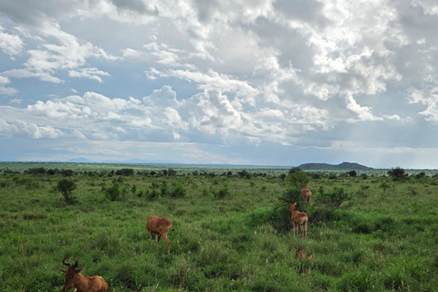 2-Day Tsavo East & Salt Lick Safari–Red Elephants & Treetop