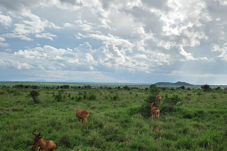2-Day Tsavo East & Salt Lick Safari–Red Elephants & Treetop
