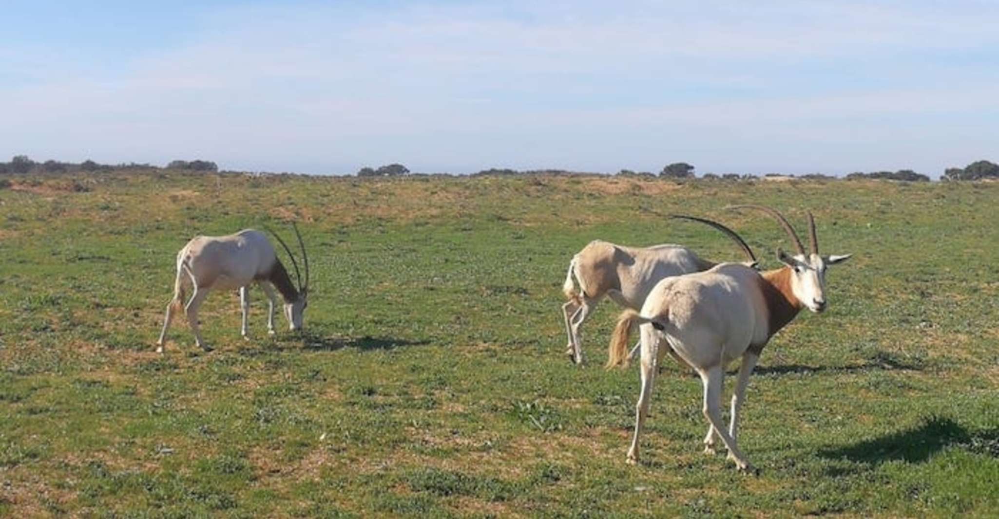 Souss-Massa National Park, Full Day Jeep Tour with Lunch - Housity