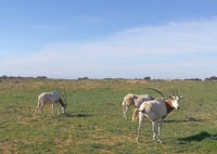 Souss-Massa National Park, Full Day Jeep Tour with Lunch - Housity