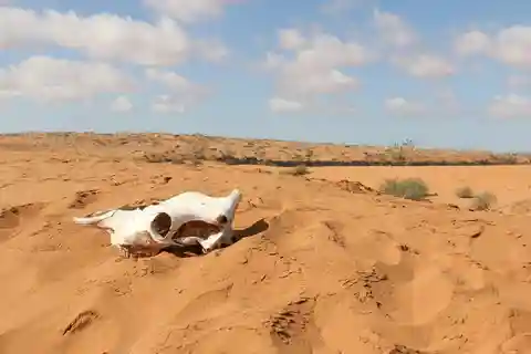 Souss-Massa National Park: Full Day Jeep Tour with Lunch