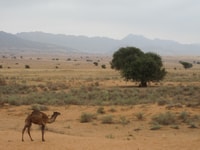 Souss-Massa National Park, Full Day Jeep Tour with Lunch - Housity