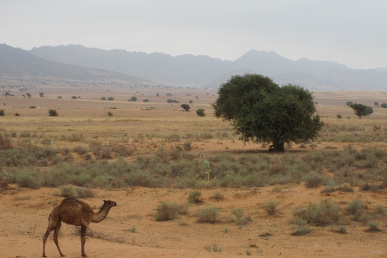 Souss-Massa National Park: Full Day Jeep Tour with Lunch