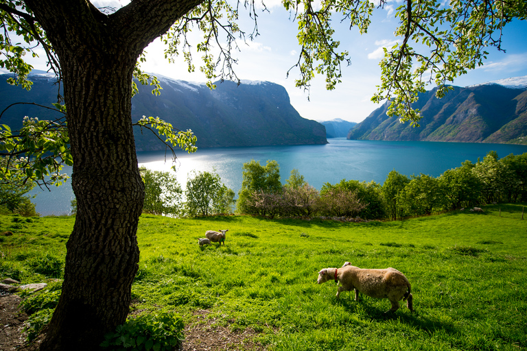 Bergen: tour guidato di un giorno, crociera sul Nærøyfjord e ferrovia di FlåmBergen: tour guidato di un giorno intero al Naeröyfjord e alla ferrovia di Flåm