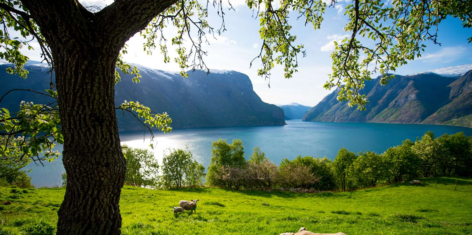 Bergen fjord cruise to Mostraumen — Osterfjord and waterfall — image 14