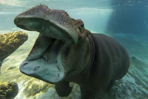 San Diego Zoo: 1-Day Admission Ticket