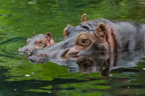San Diego Zoo: 1-Day Admission Ticket