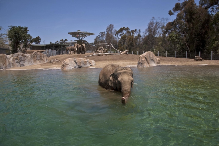San Diego Zoo: 1-Tagesticket