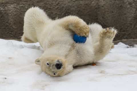 San Diego Zoo: 1-Day Admission Ticket