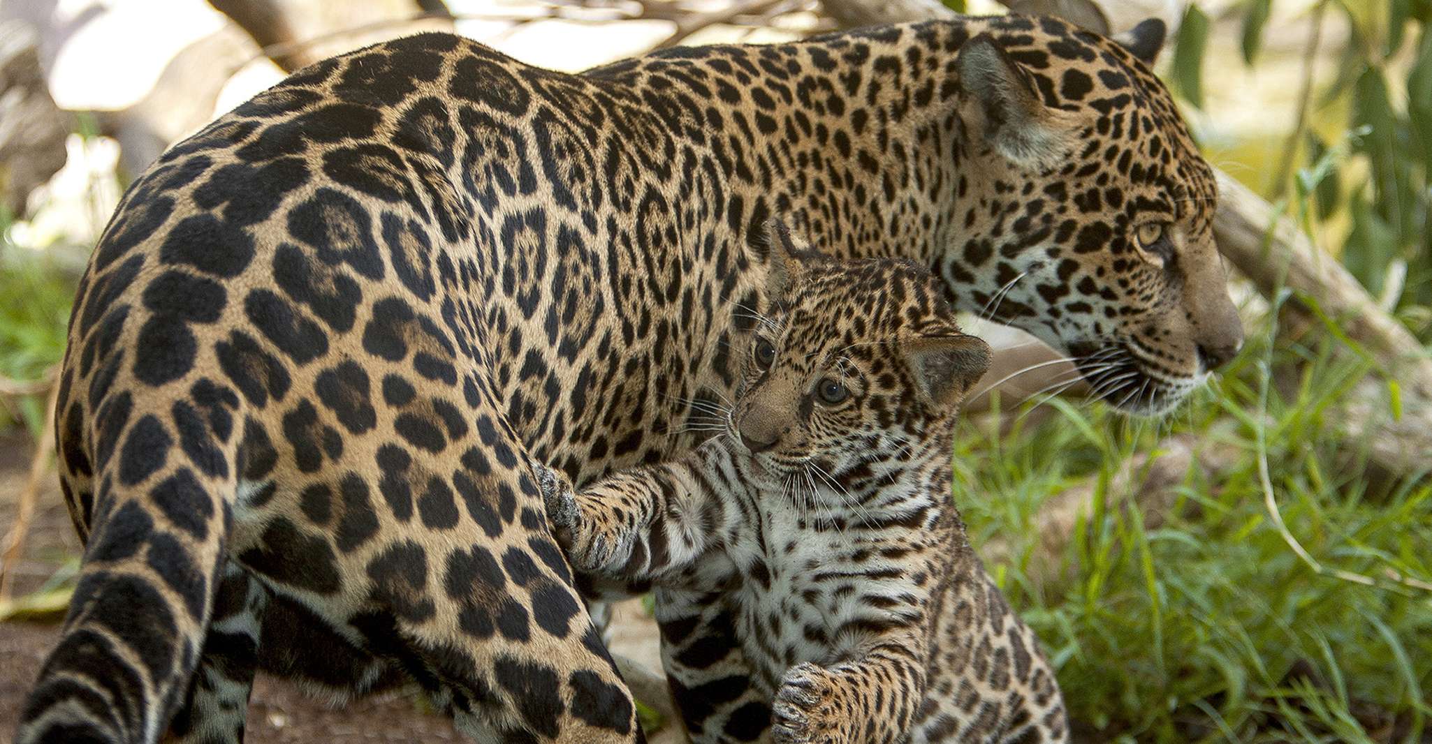 San Diego Zoo Admission Ticket