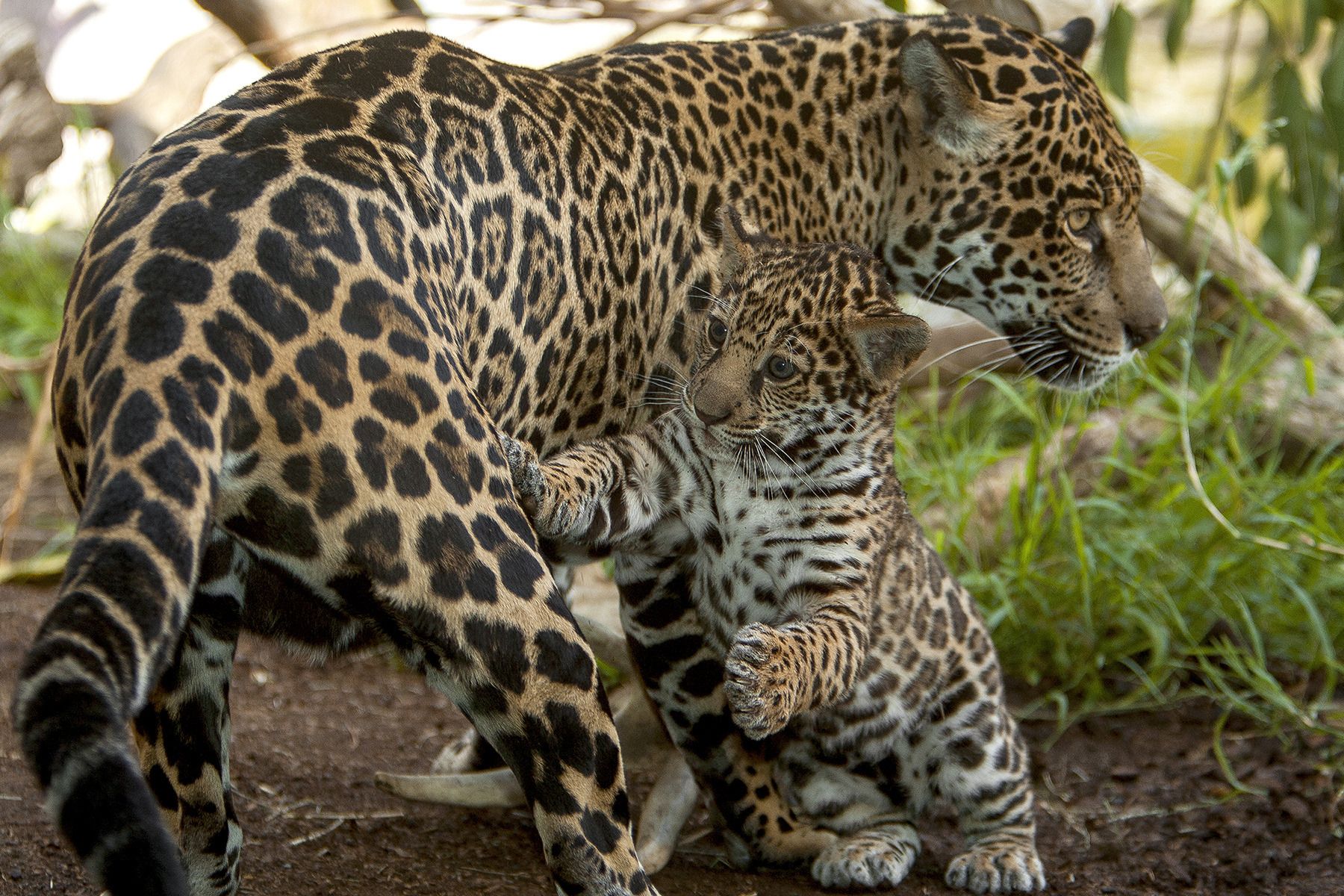 Eintrittskarte für den San Diego Zoo