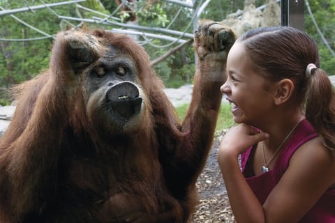 San Diego Zoo: 1-Day Admission Ticket