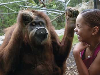 San Diego Zoo: 1-Tages-Ticket San Diego Zoo: 1-Tages-Ticket