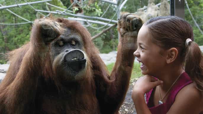 zoo w san diego 1dniowy bilet wstępu bez kolejki