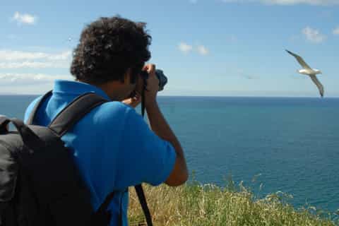 Otago Peninsula: Royal Albatross Centre Tour