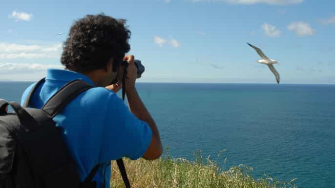 otago peninsula royal albatross centre tour