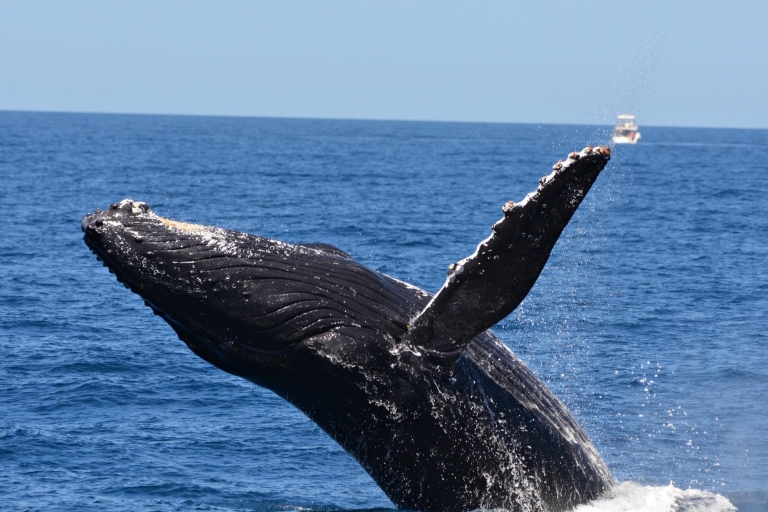 Desde Fremantle: Crucero de lujo de 2 horas para avistar ballenasOpción Estándar