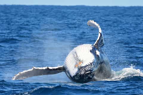 From Fremantle: 2-Hour Luxury Whale-Watching Cruise
