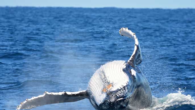 from fremantle 2hour luxury whalewatching cruise