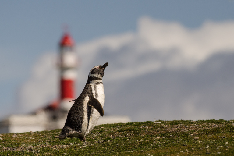 Punta Arenas: Walk with Penguins on Magdalena & Marta Island Tour from Punta Arenas